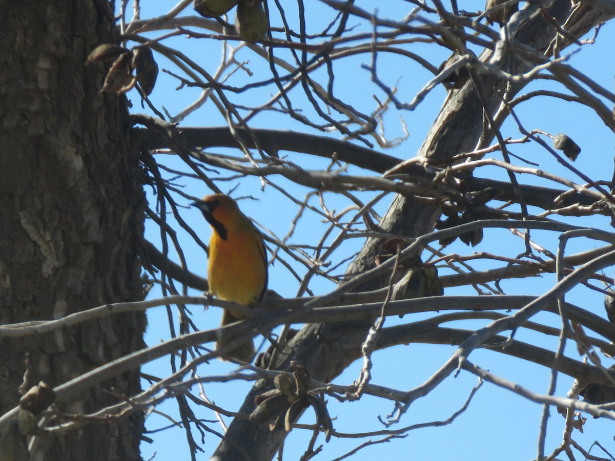 Streak-backed Oriole - ML629454195