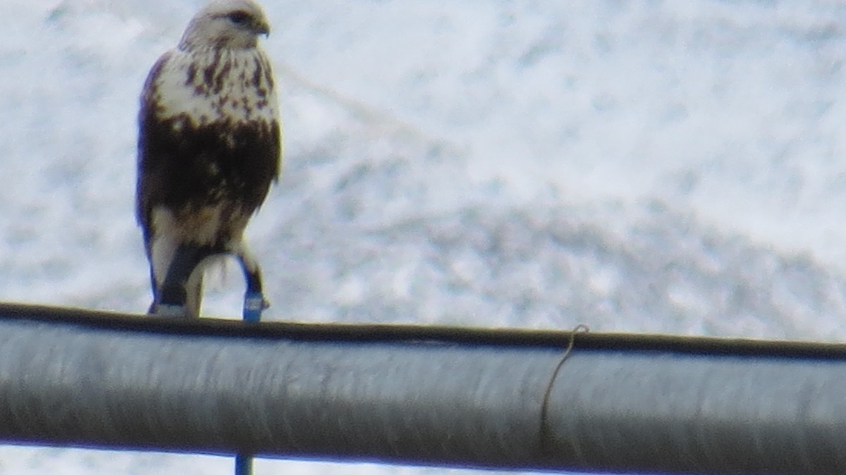 Тарлан сар - ML629454208