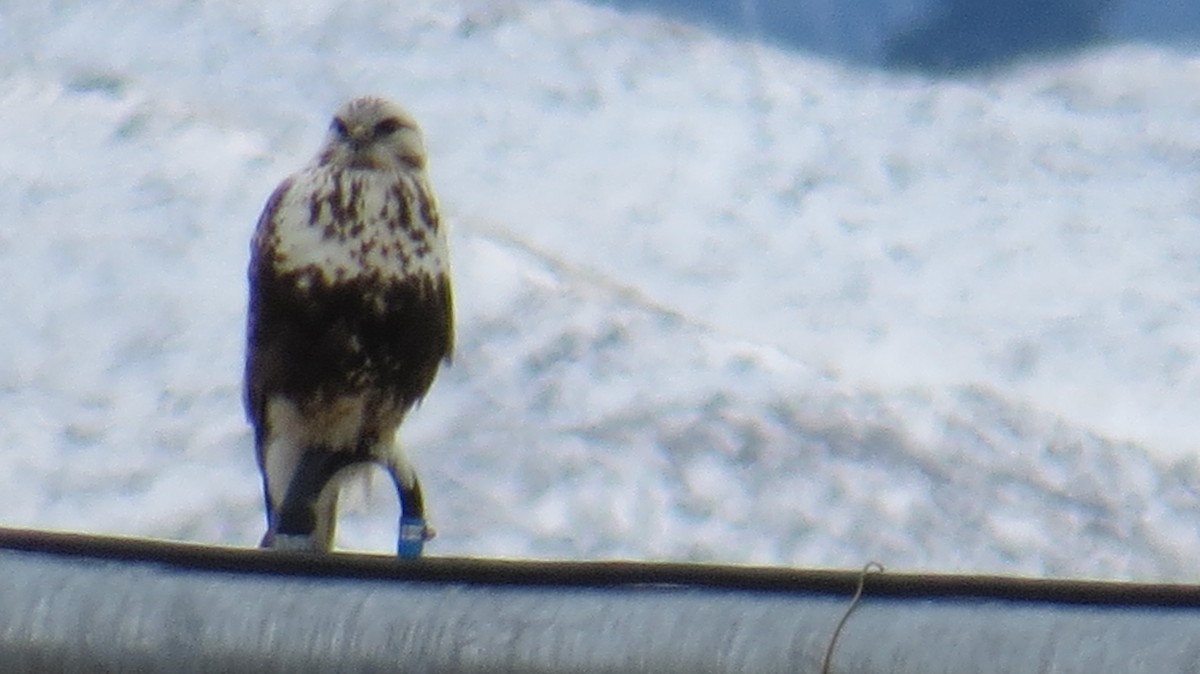 Тарлан сар - ML629454209