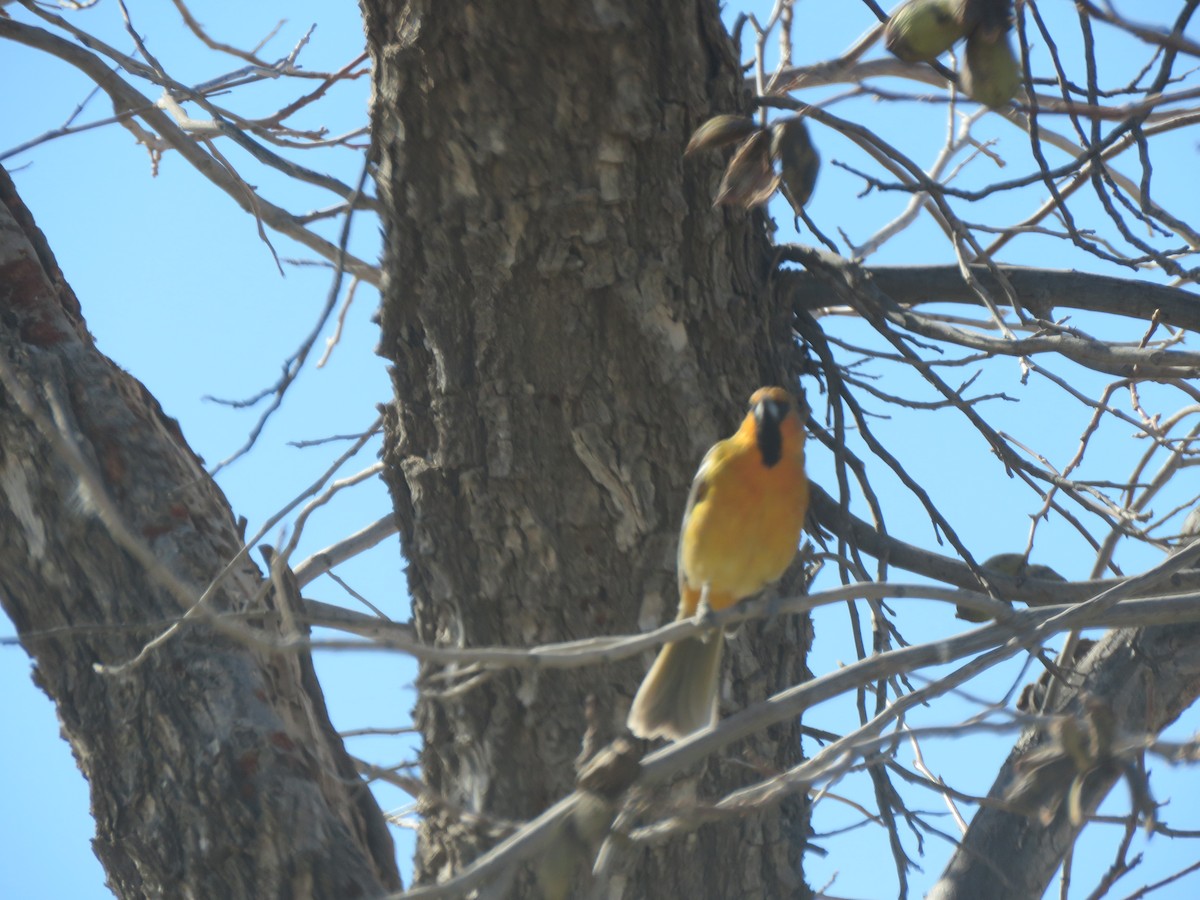 Streak-backed Oriole - ML629454210