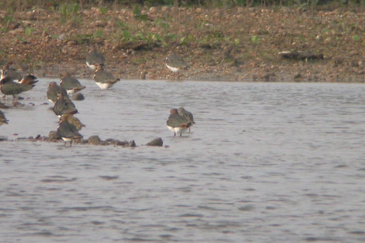 American Golden-Plover - ML629454234