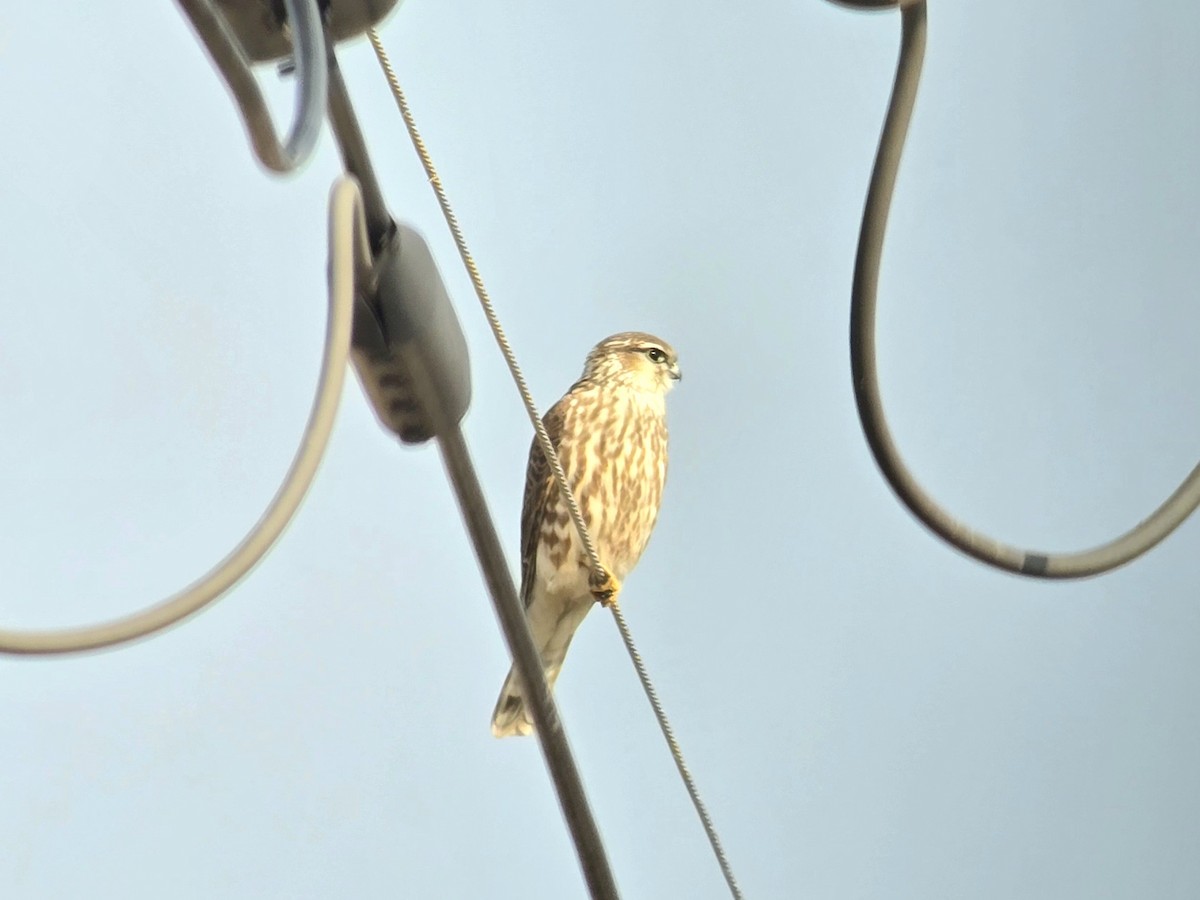 Merlin (Eurasian) - ML629454608