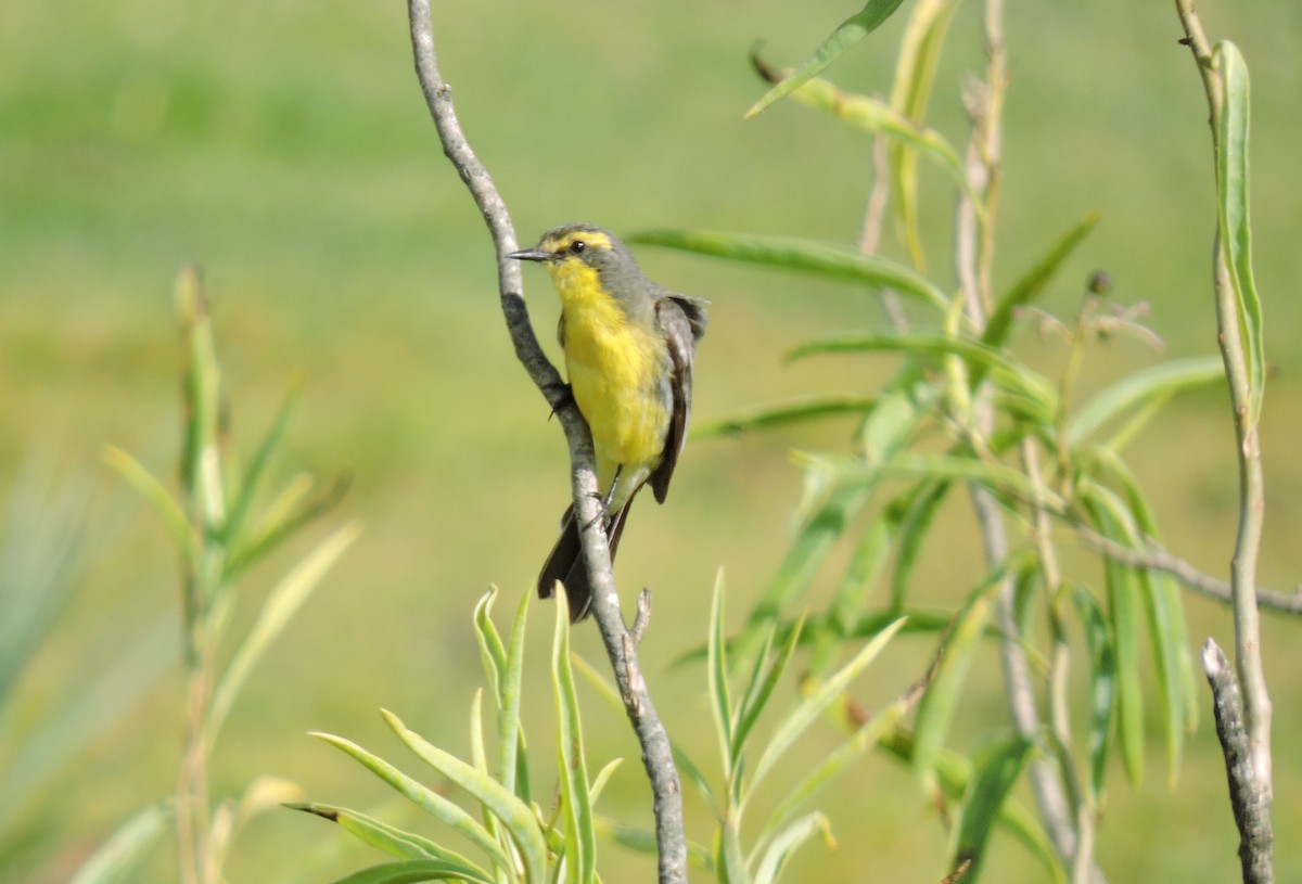 Yellow-browed Tyrant - ML629454620
