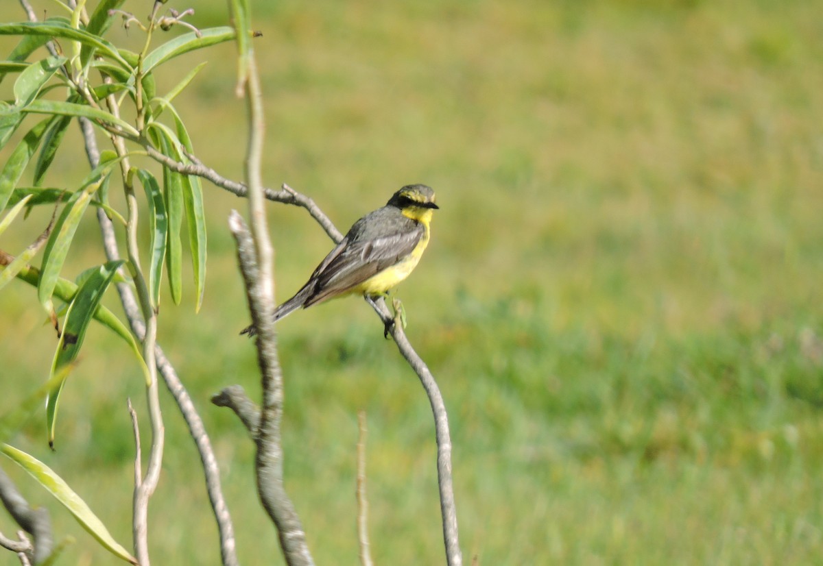 Yellow-browed Tyrant - ML629454621
