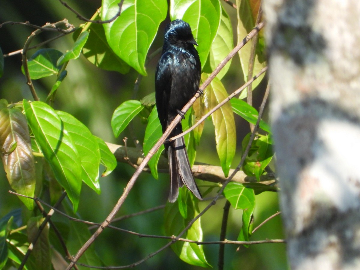 Bronzed Drongo - ML629454647
