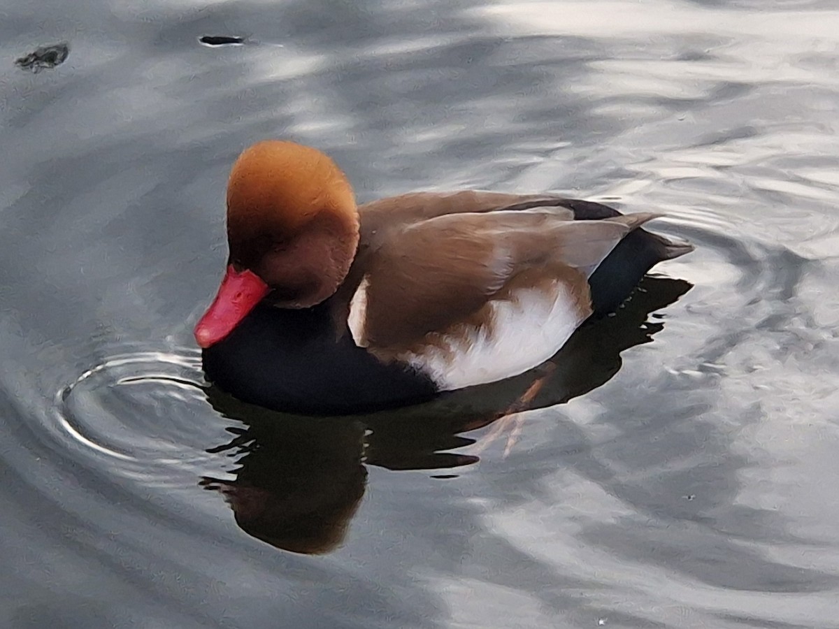 Red-crested Pochard - ML629454824