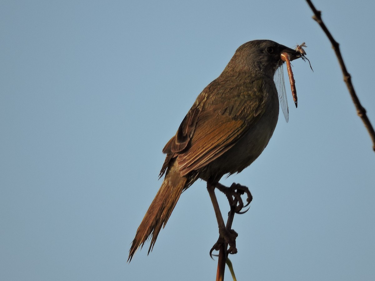 Great Pampa-Finch - ML629454831