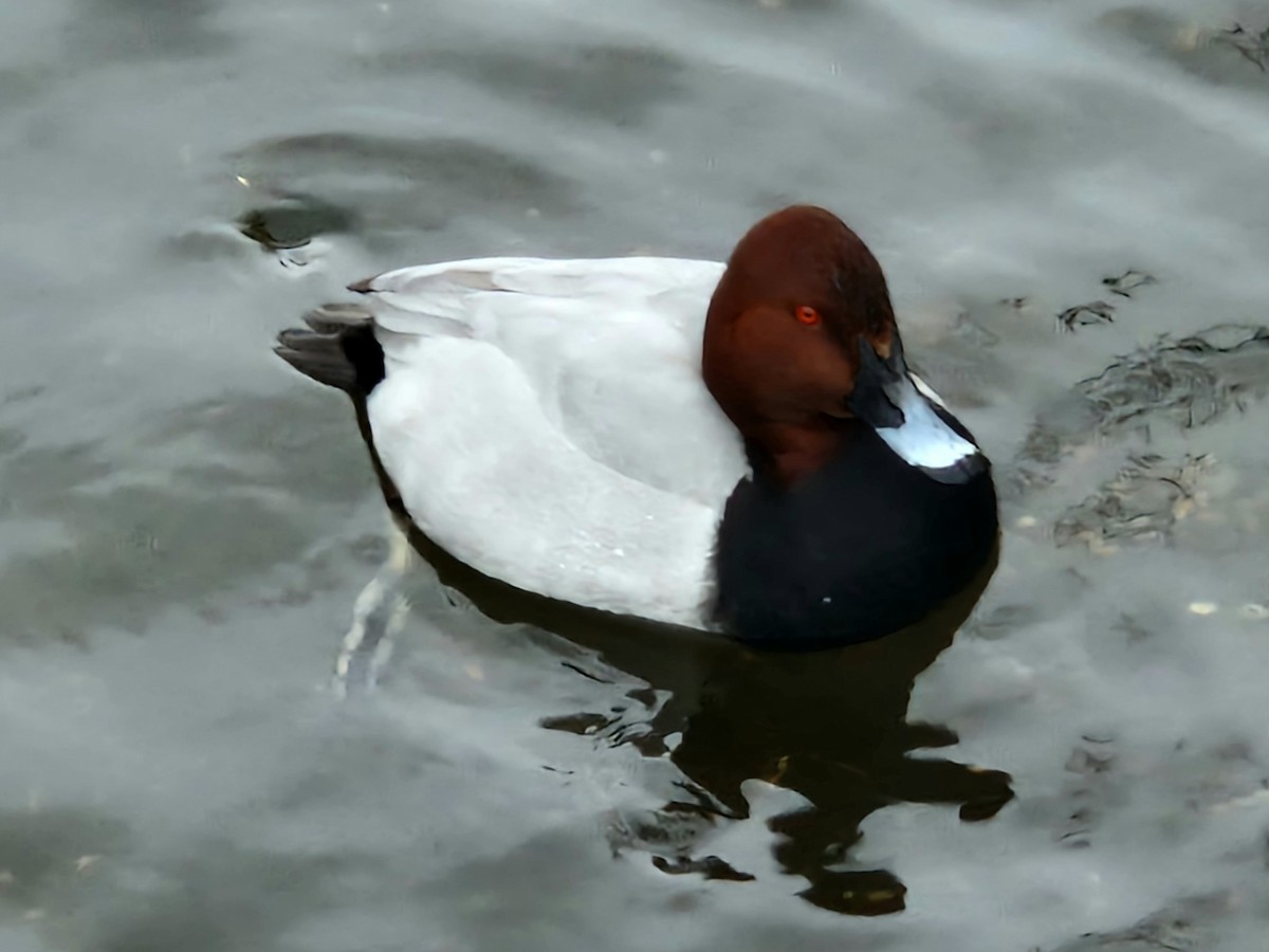 Common Pochard - ML629454835