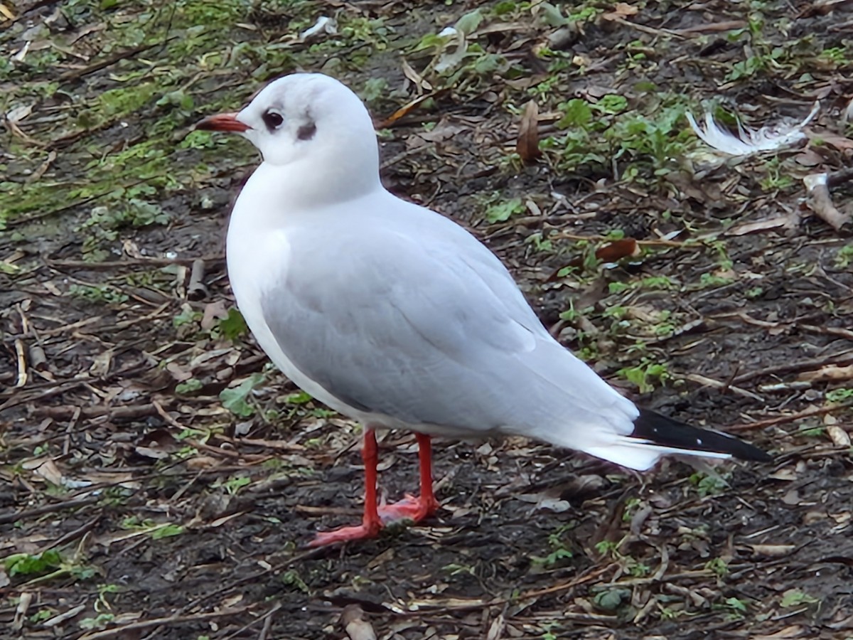 Black-headed Gull - ML629454854