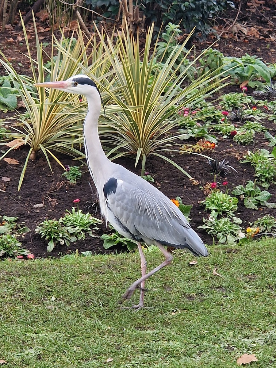 Gray Heron (Gray) - ML629454878