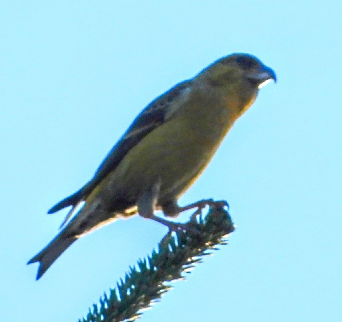 crossbill sp. - ML629454881