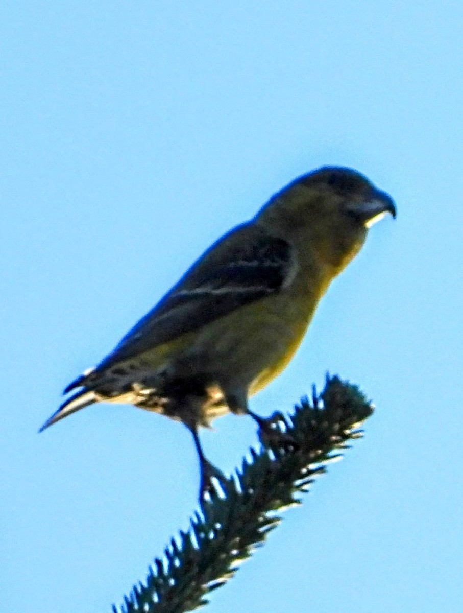 crossbill sp. - ML629454882