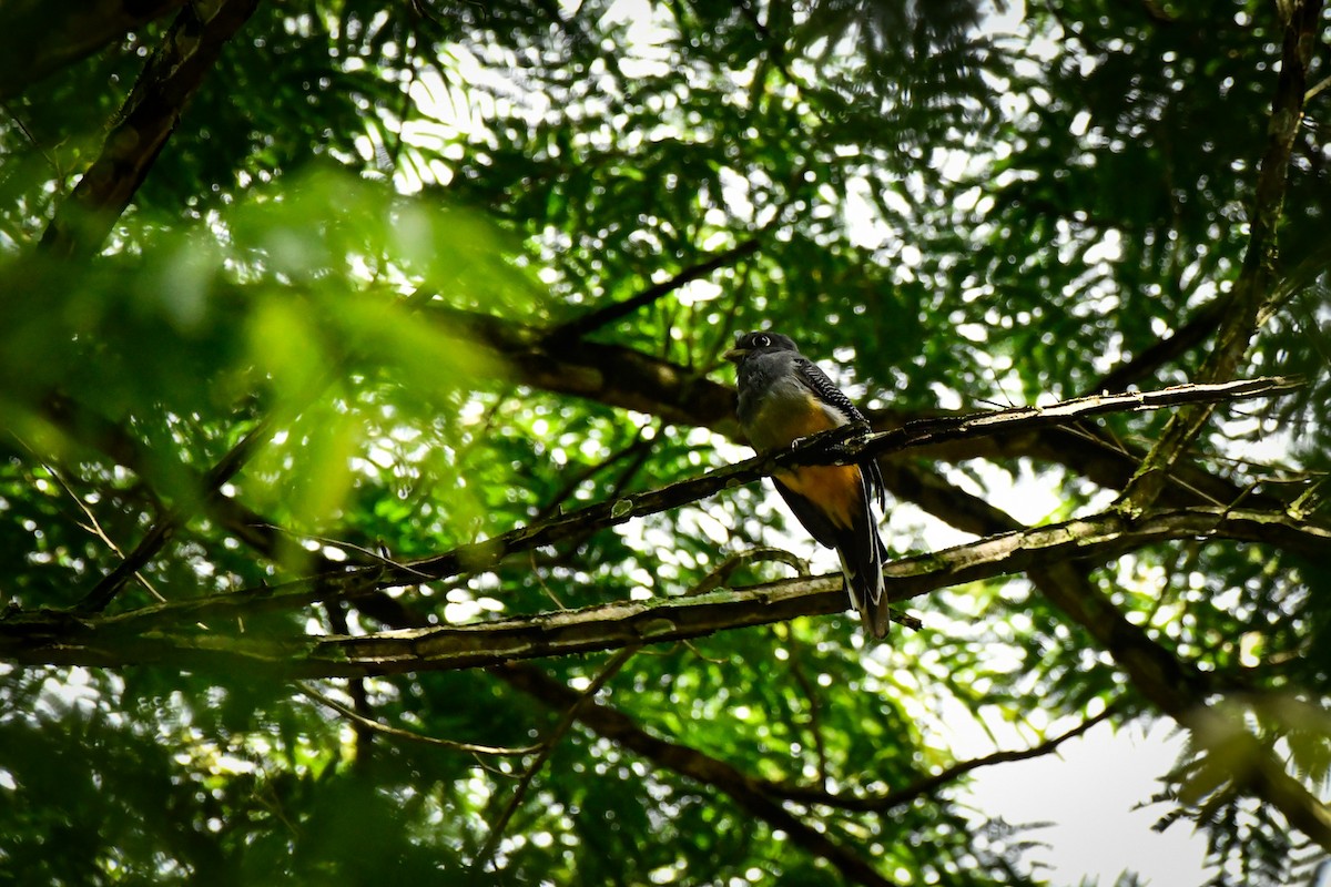 Surucua Trogon - ML629455034
