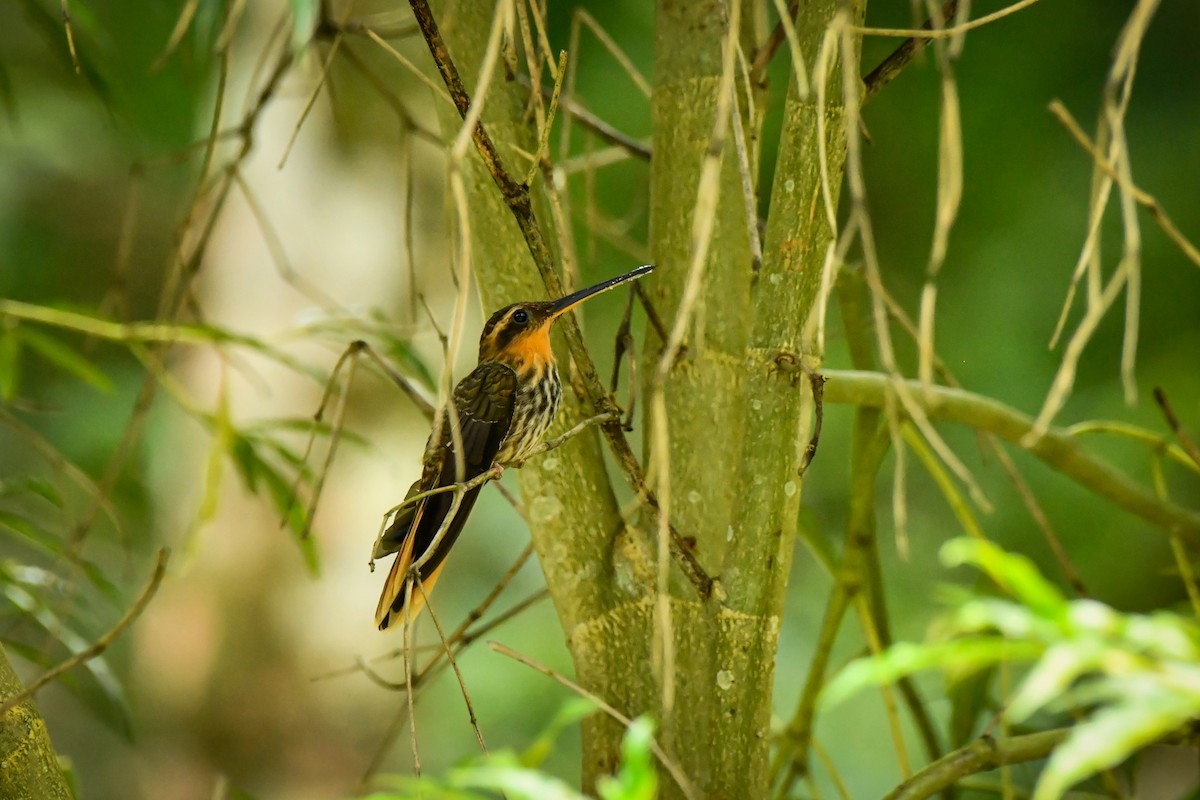 Saw-billed Hermit - ML629455048