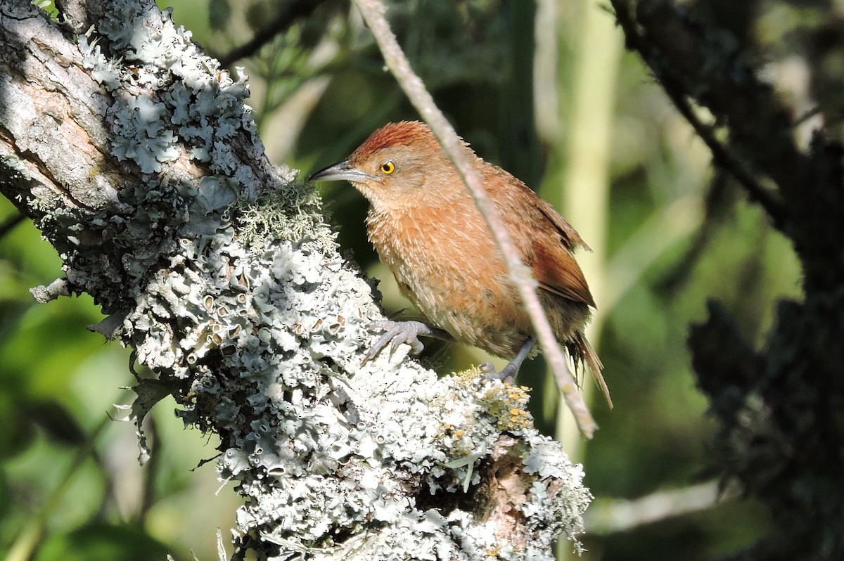 Freckle-breasted Thornbird - ML629455062