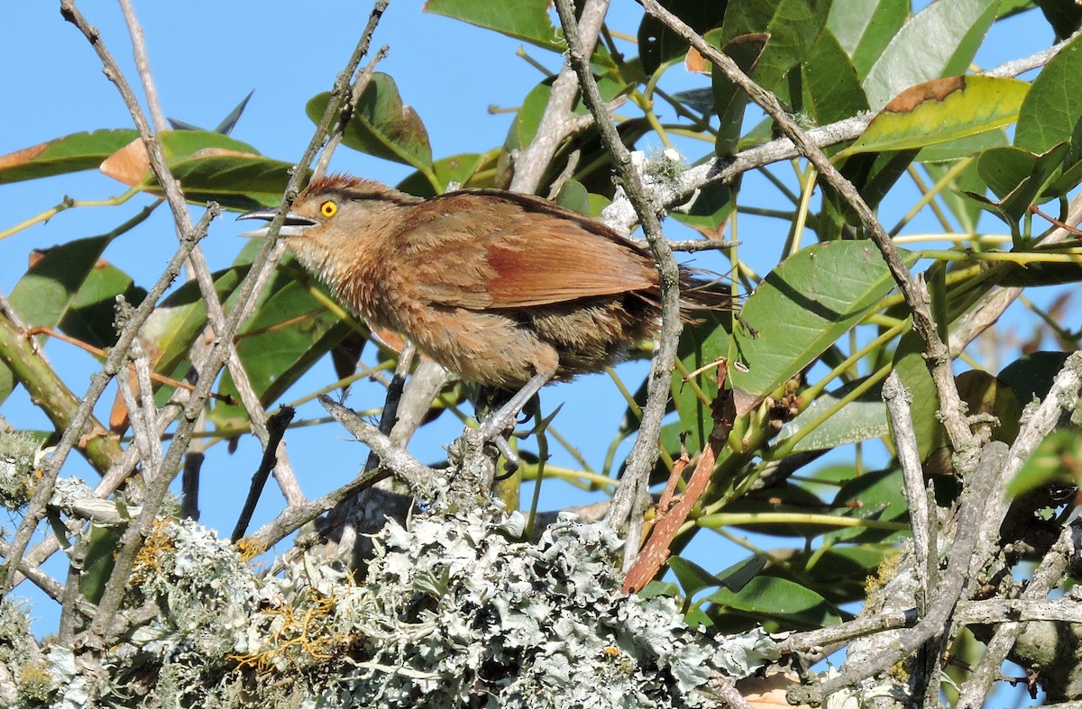 Freckle-breasted Thornbird - ML629455063