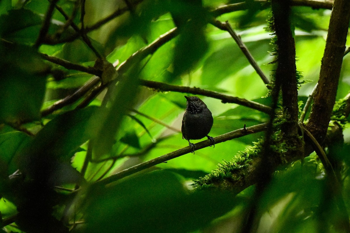 Star-throated Antwren - ML629455118