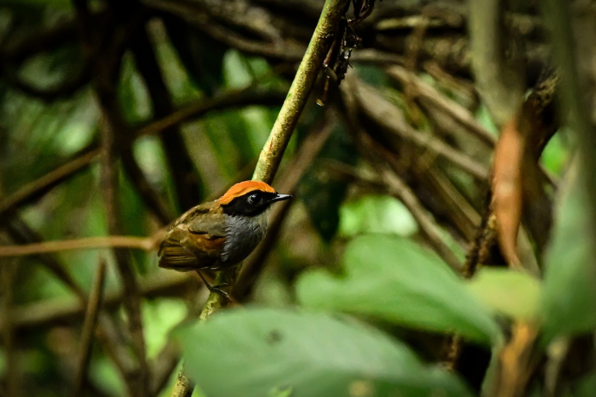 Black-cheeked Gnateater - ML629455137