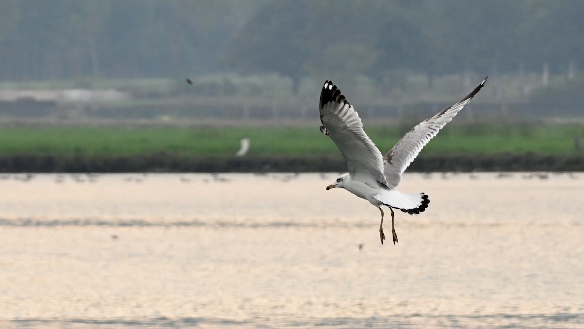 Хурган шунгуур - ML629455146