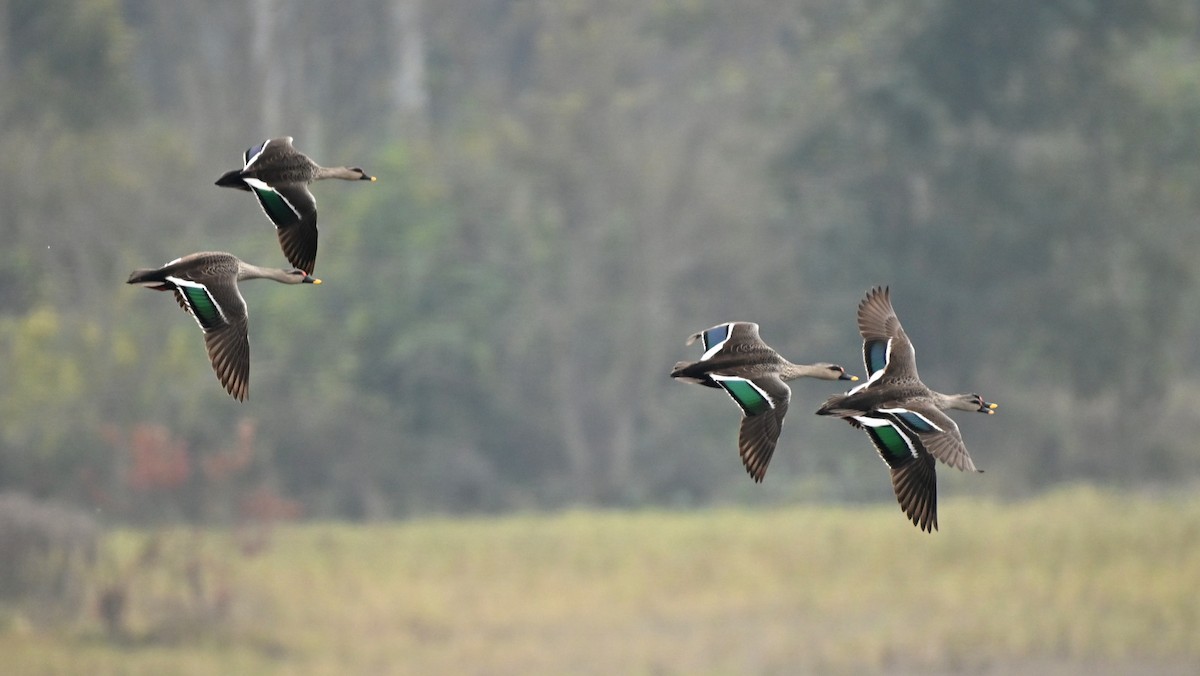 Indian Spot-billed Duck - ML629455161