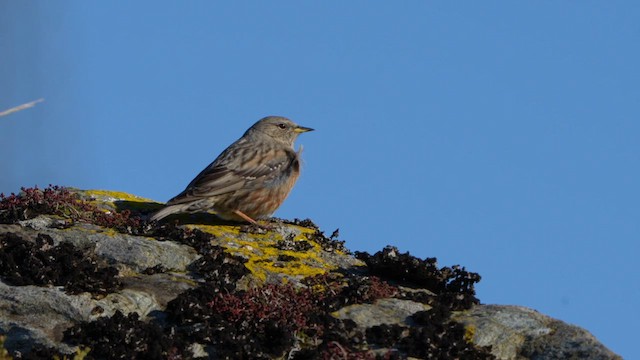 Alpine Accentor - ML629455926