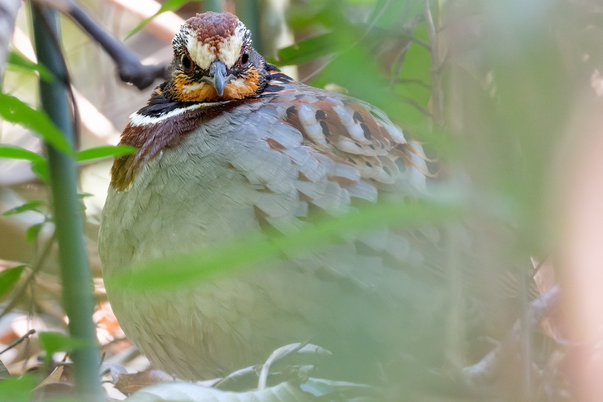 White-necklaced Partridge - ML629456104