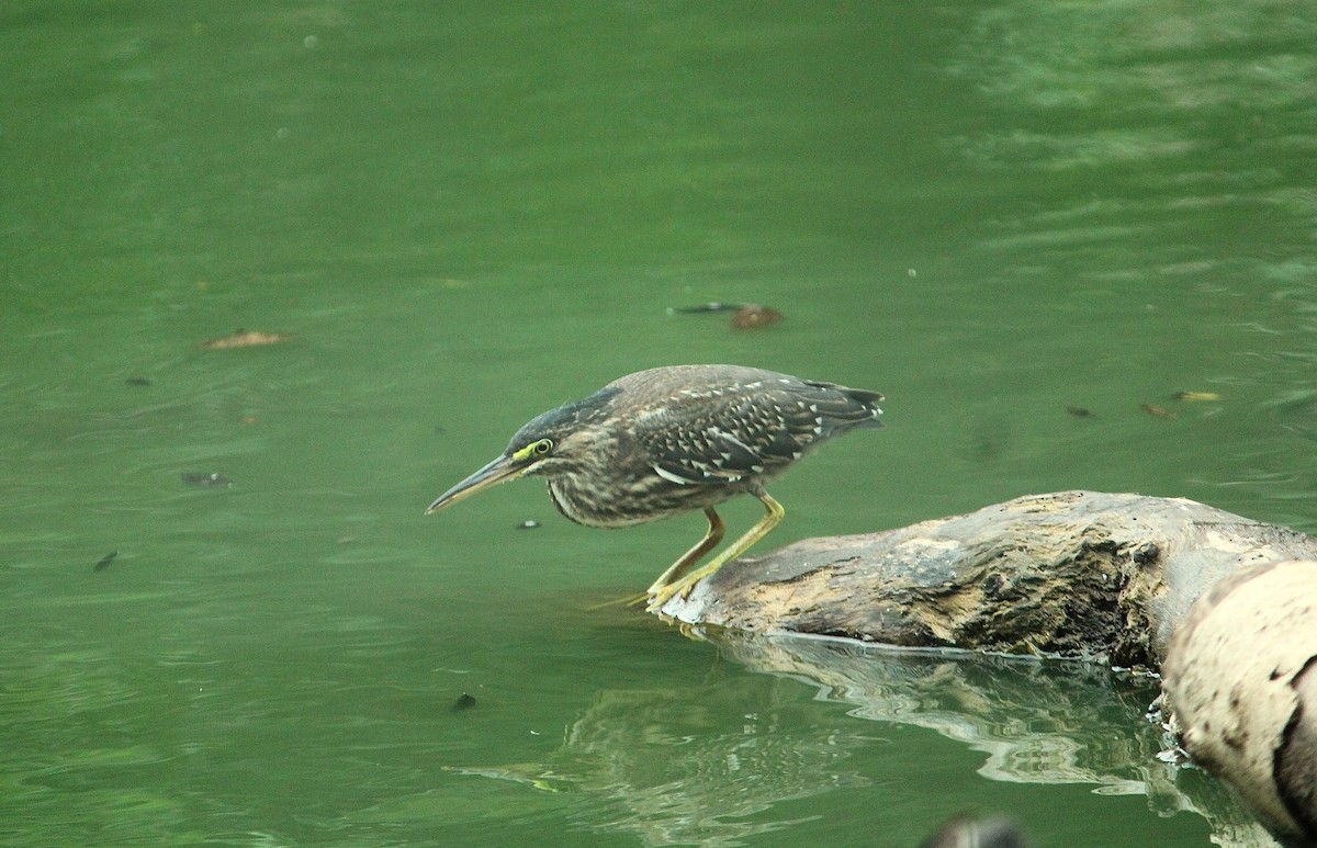 Striated Heron (South American) - ML629456532