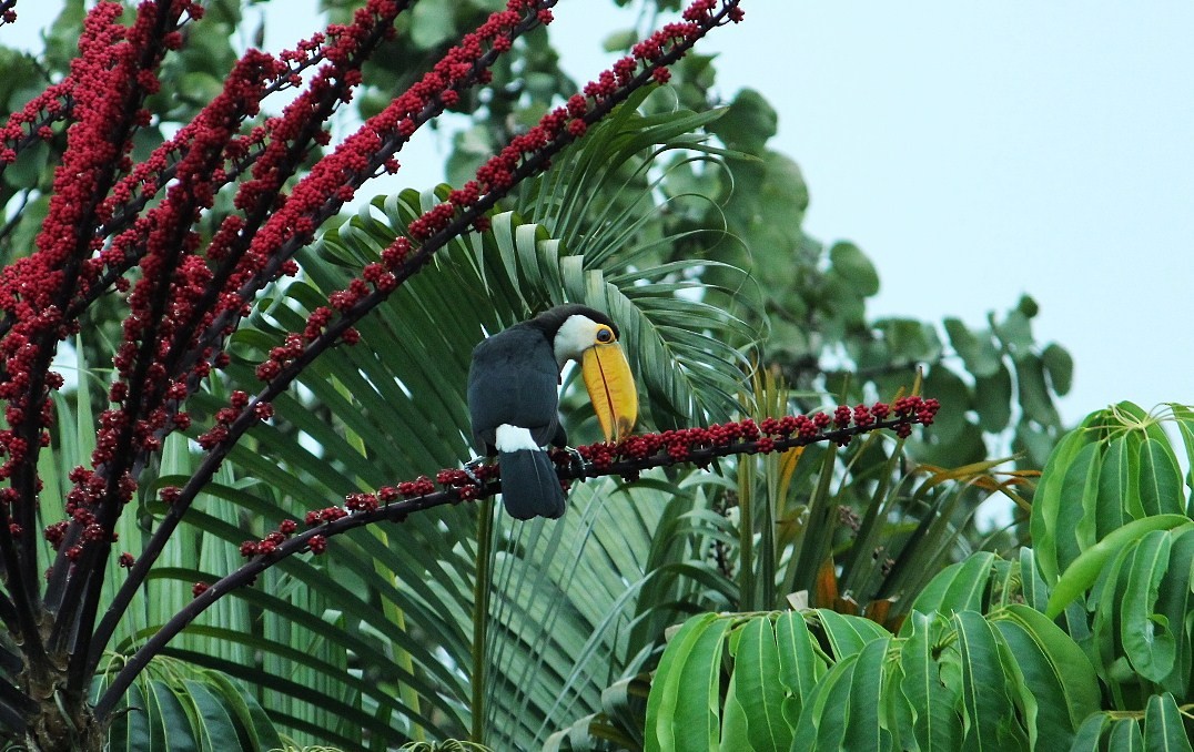 Toco Toucan - ML629456554