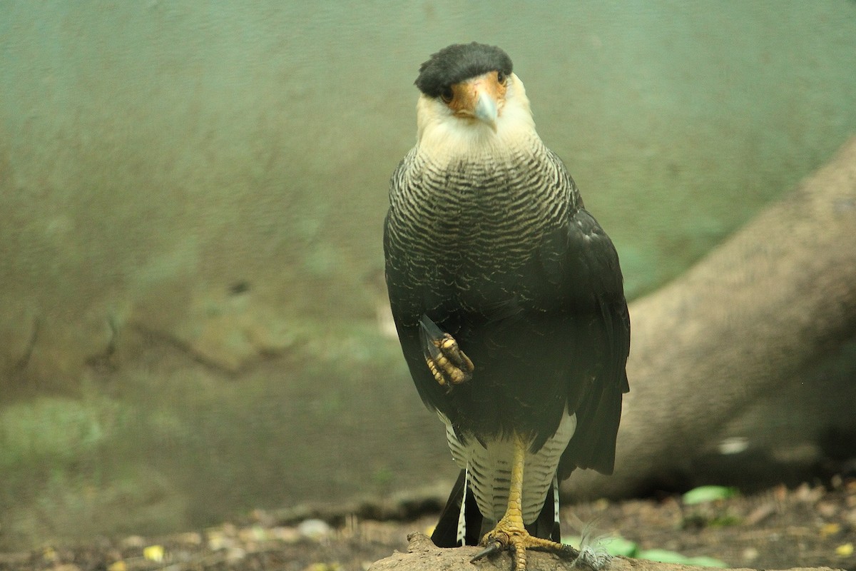 Crested Caracara - ML629456599