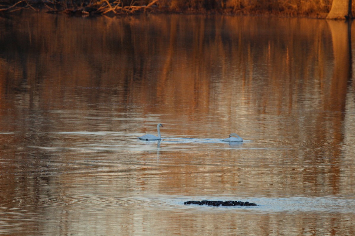 Mute Swan - ML629456740