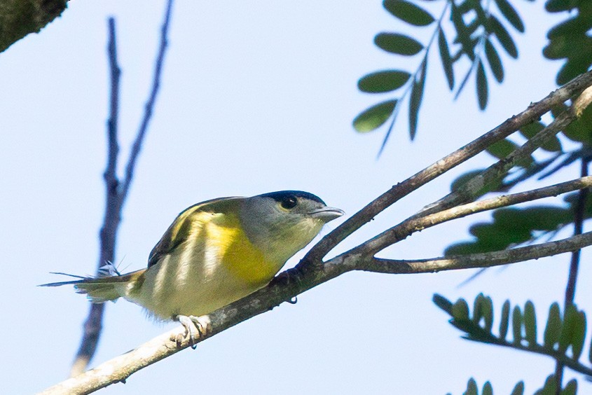 Green-backed Becard - ML629457050
