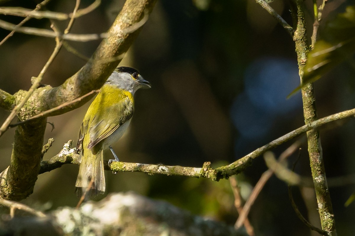 Green-backed Becard - ML629457051