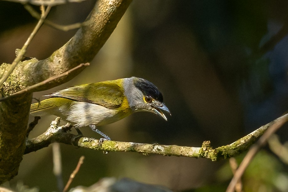 Green-backed Becard - ML629457052