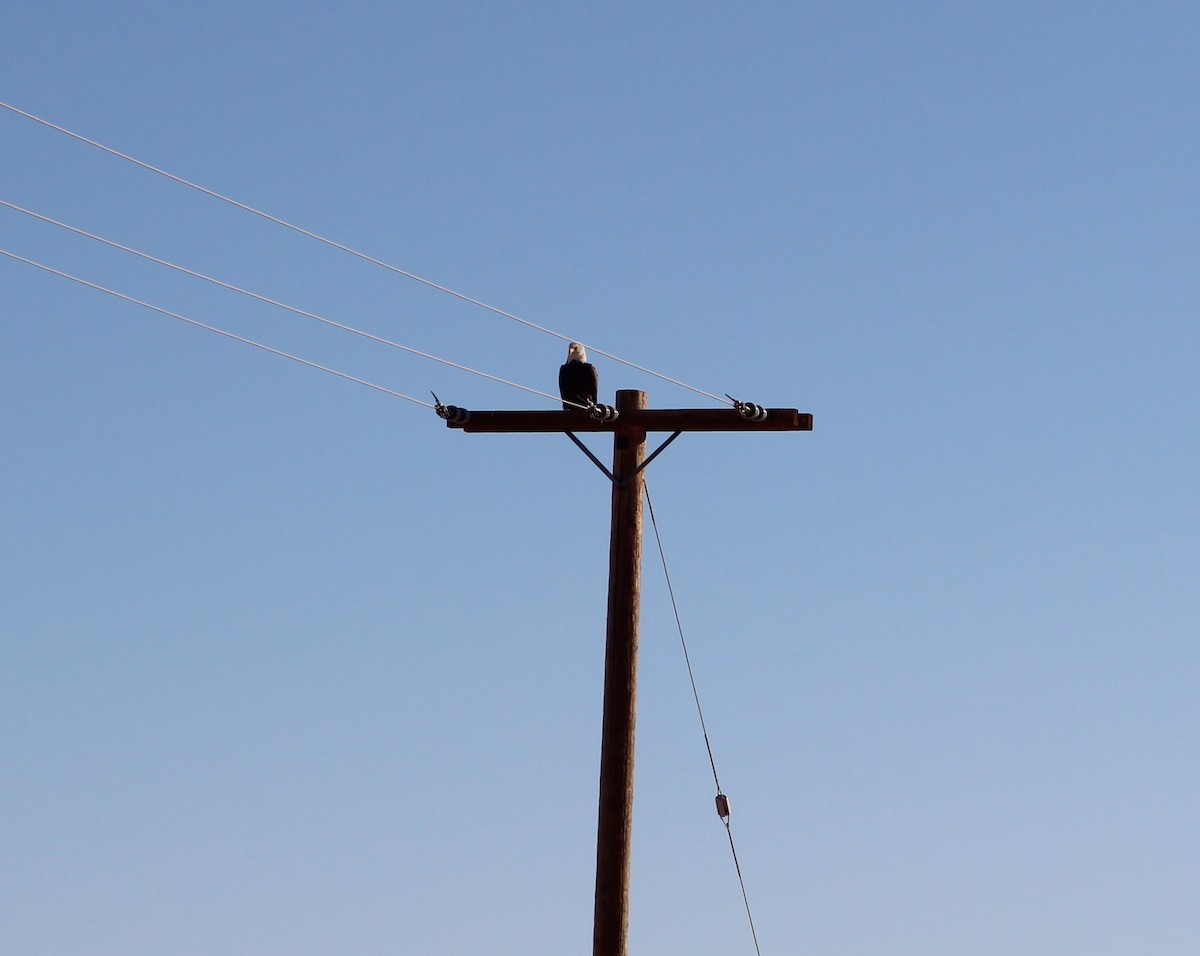 Bald Eagle - ML629457217