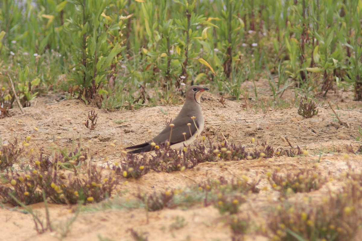 Луговая тиркушка - ML629457377