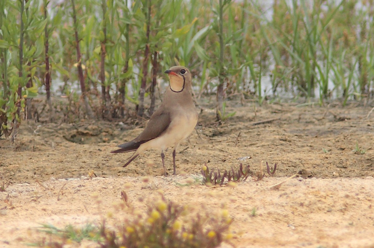 Луговая тиркушка - ML629457378