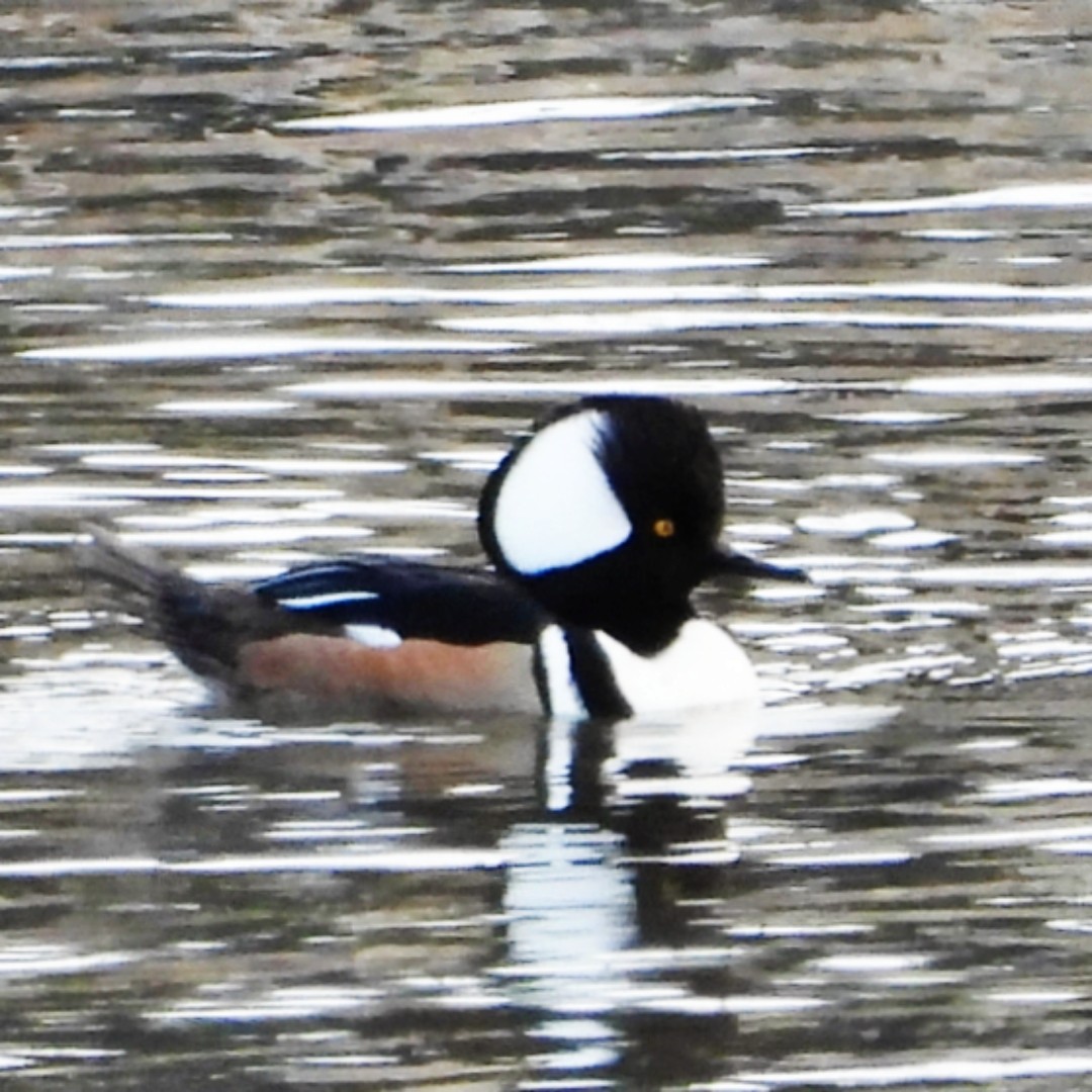 Zerra buruhandia - ML629457415