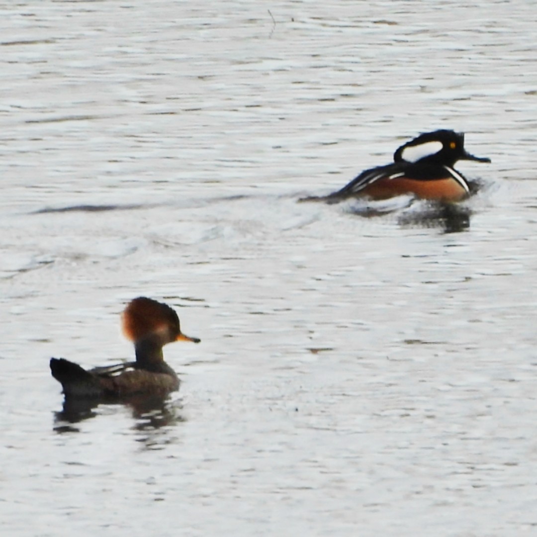 Zerra buruhandia - ML629457416