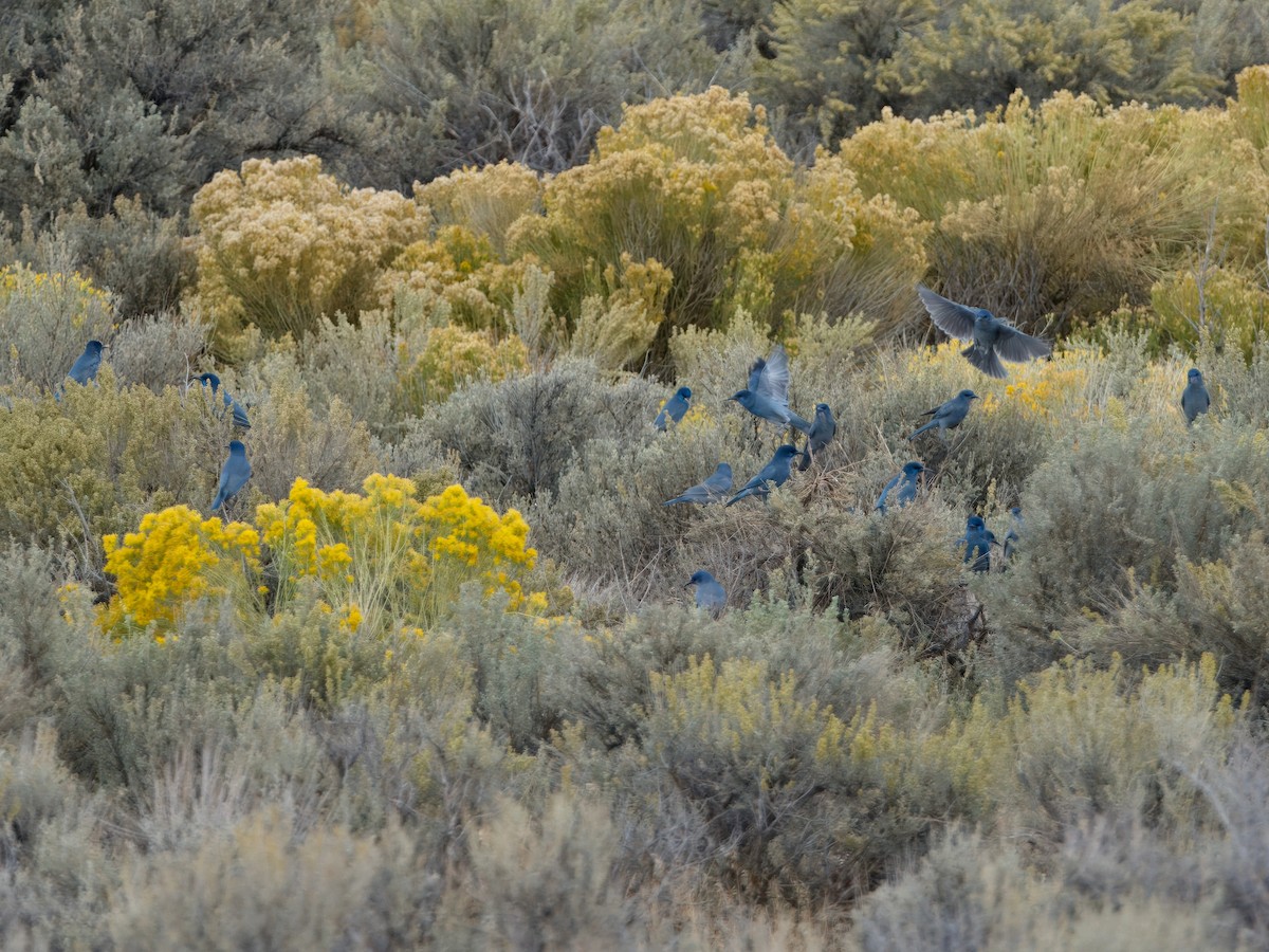 Pinyon Jay - ML629457706