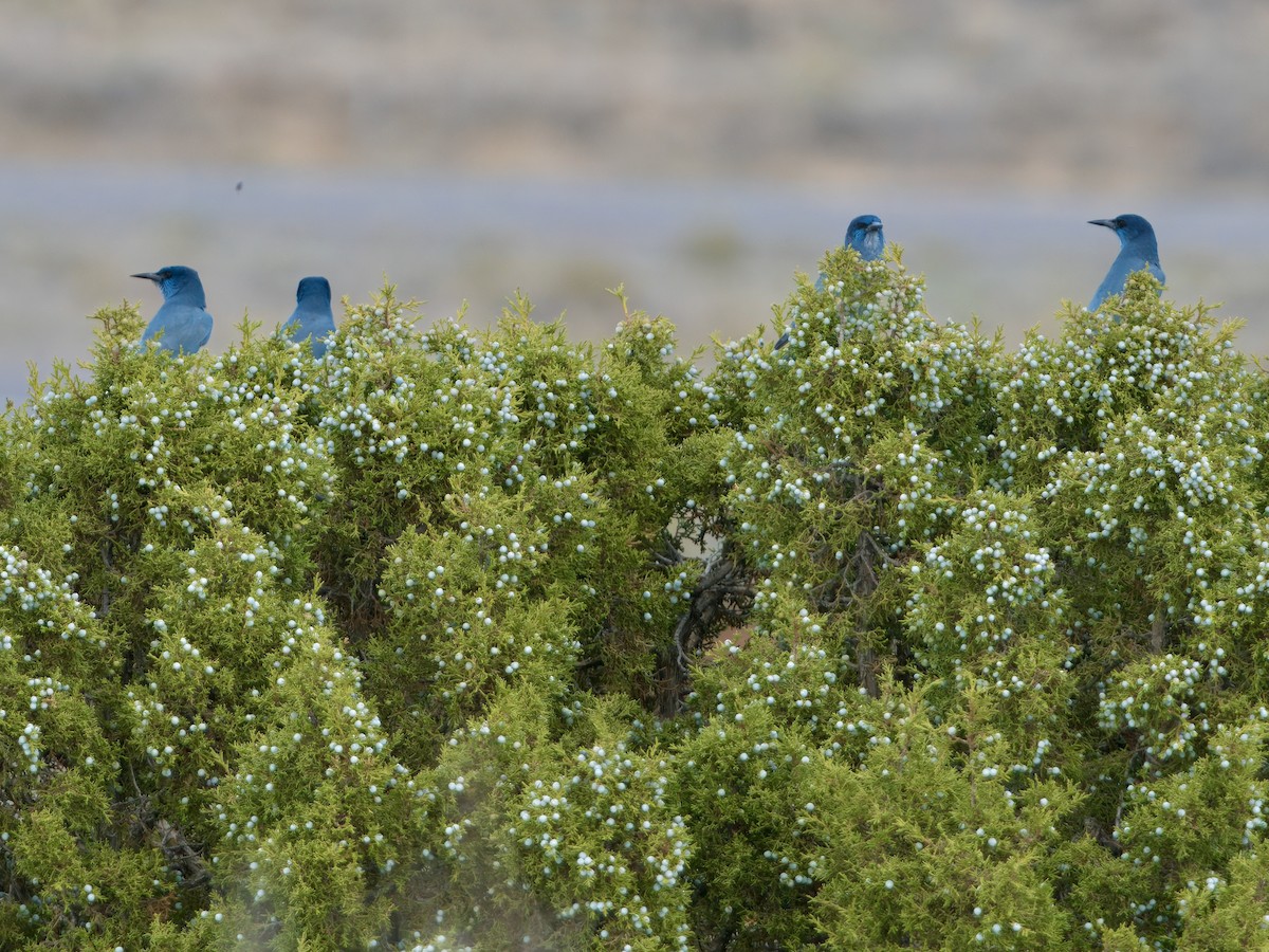 Pinyon Jay - ML629457707