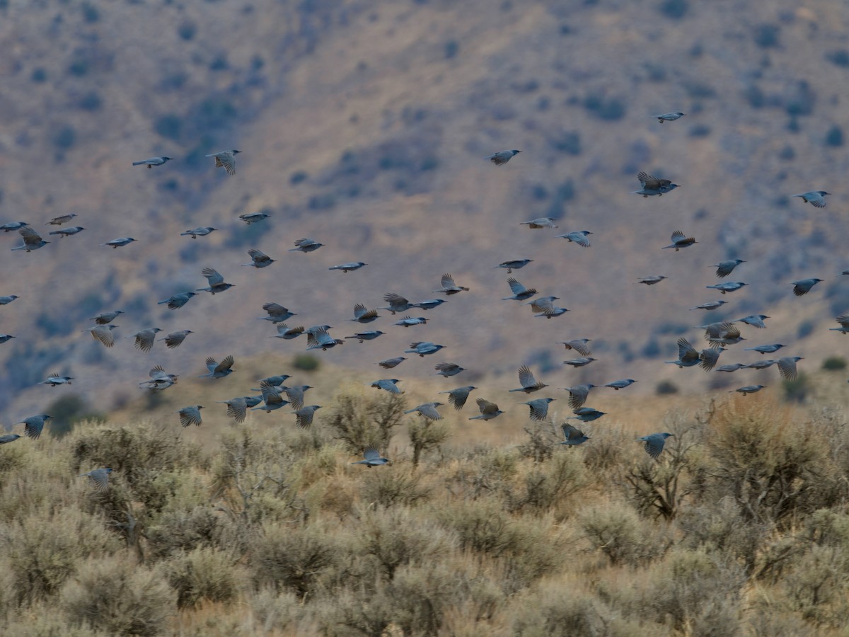 Pinyon Jay - ML629457708