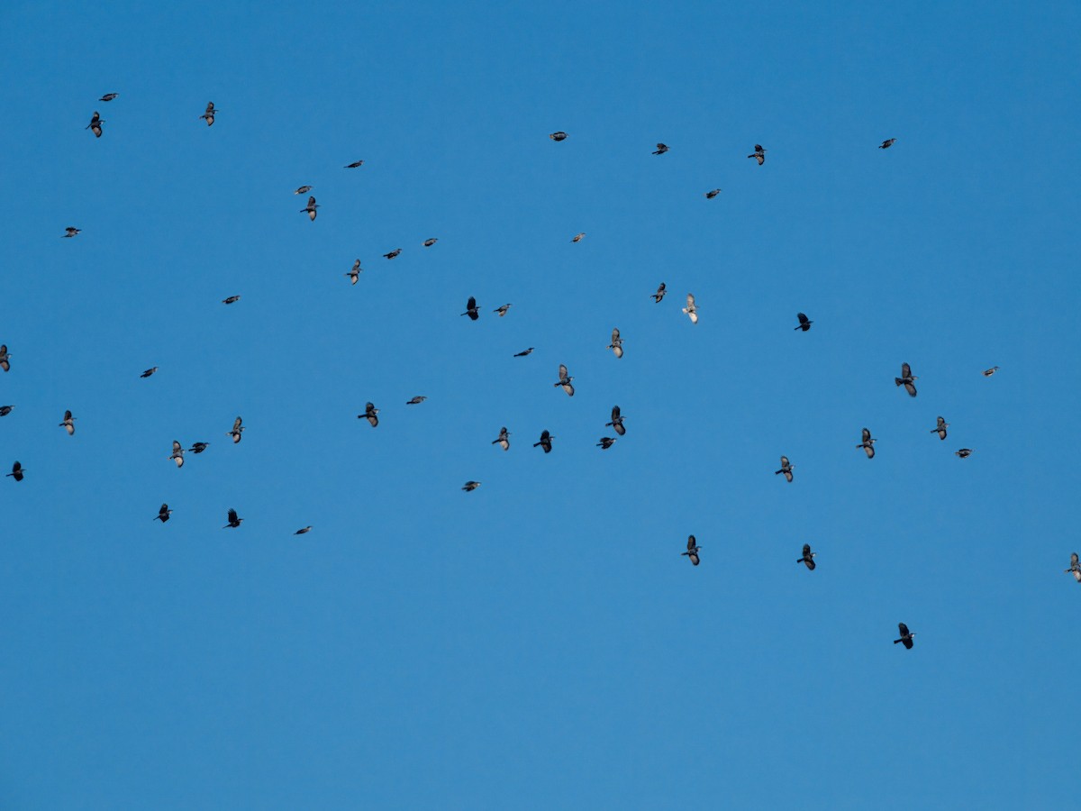 Pinyon Jay - ML629457709