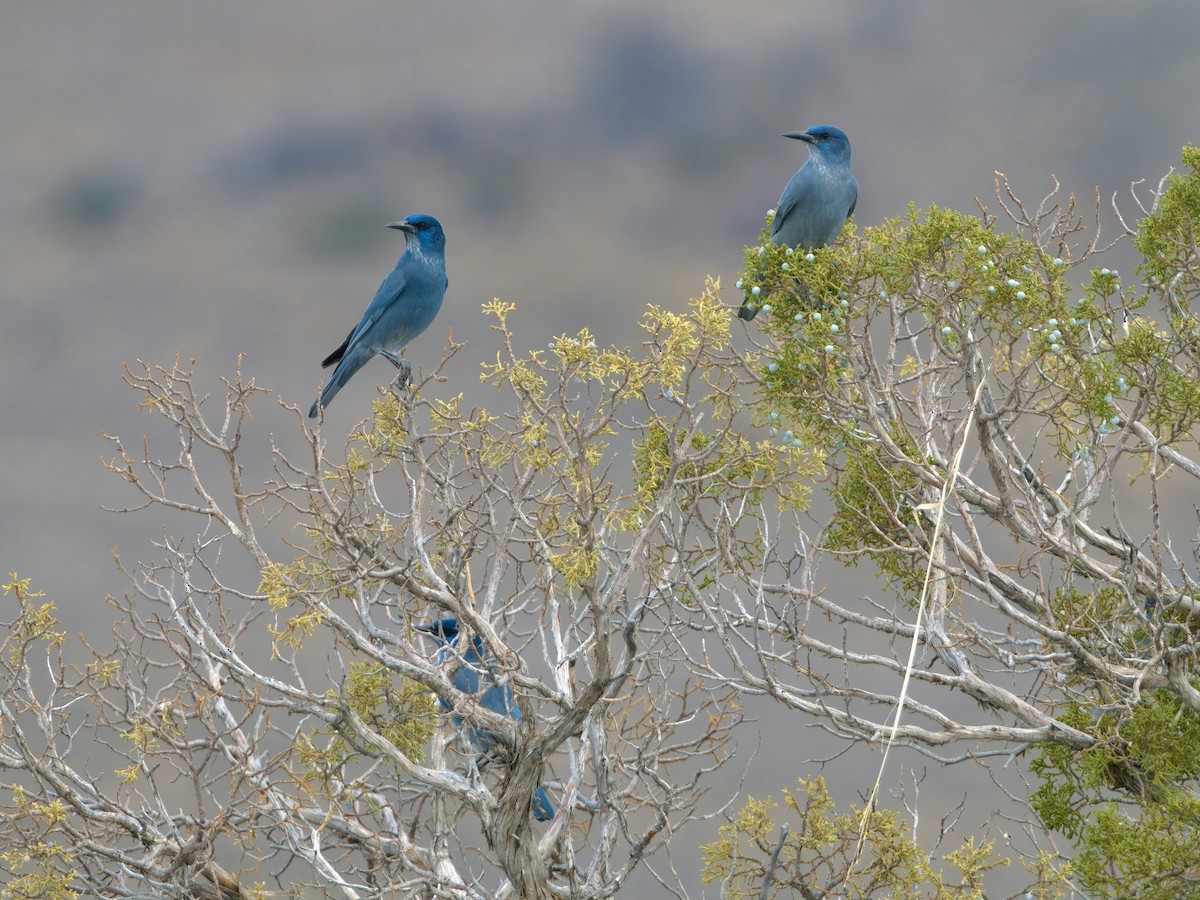 Pinyon Jay - ML629457710