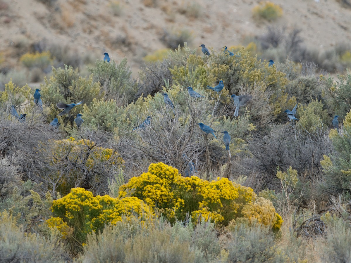 Pinyon Jay - ML629457711