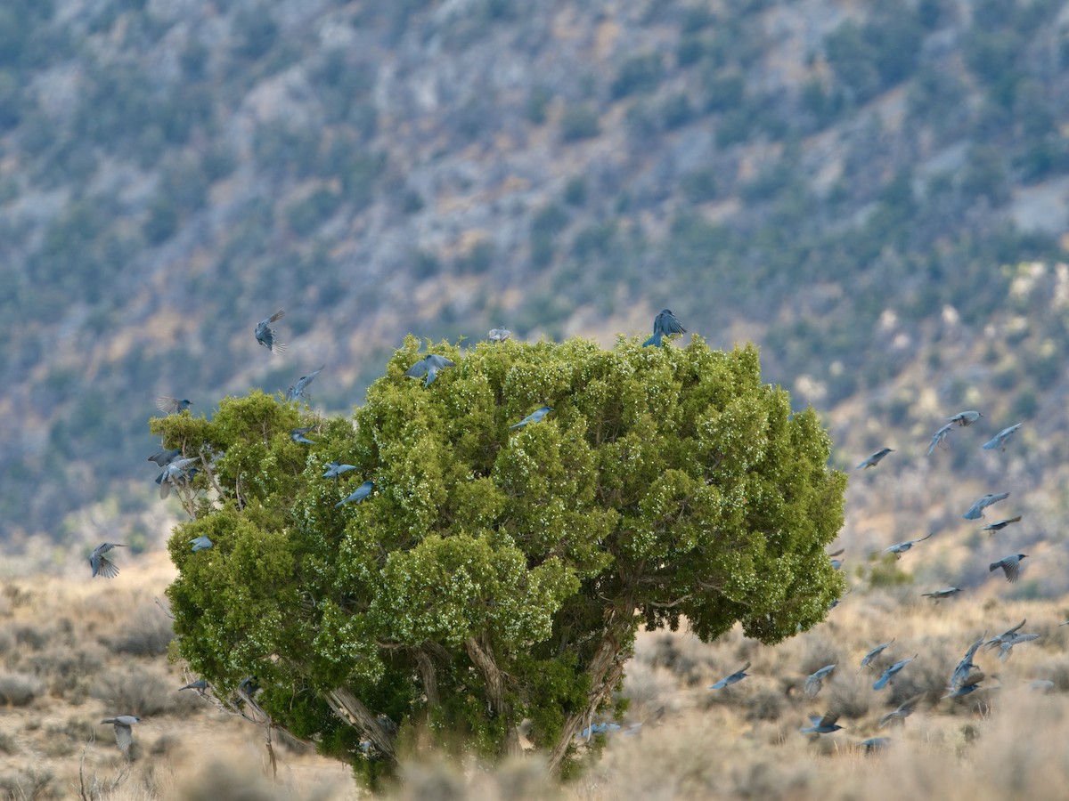 Pinyon Jay - ML629457712