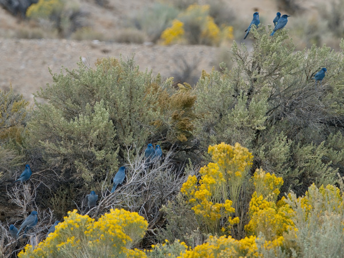 Pinyon Jay - ML629457713