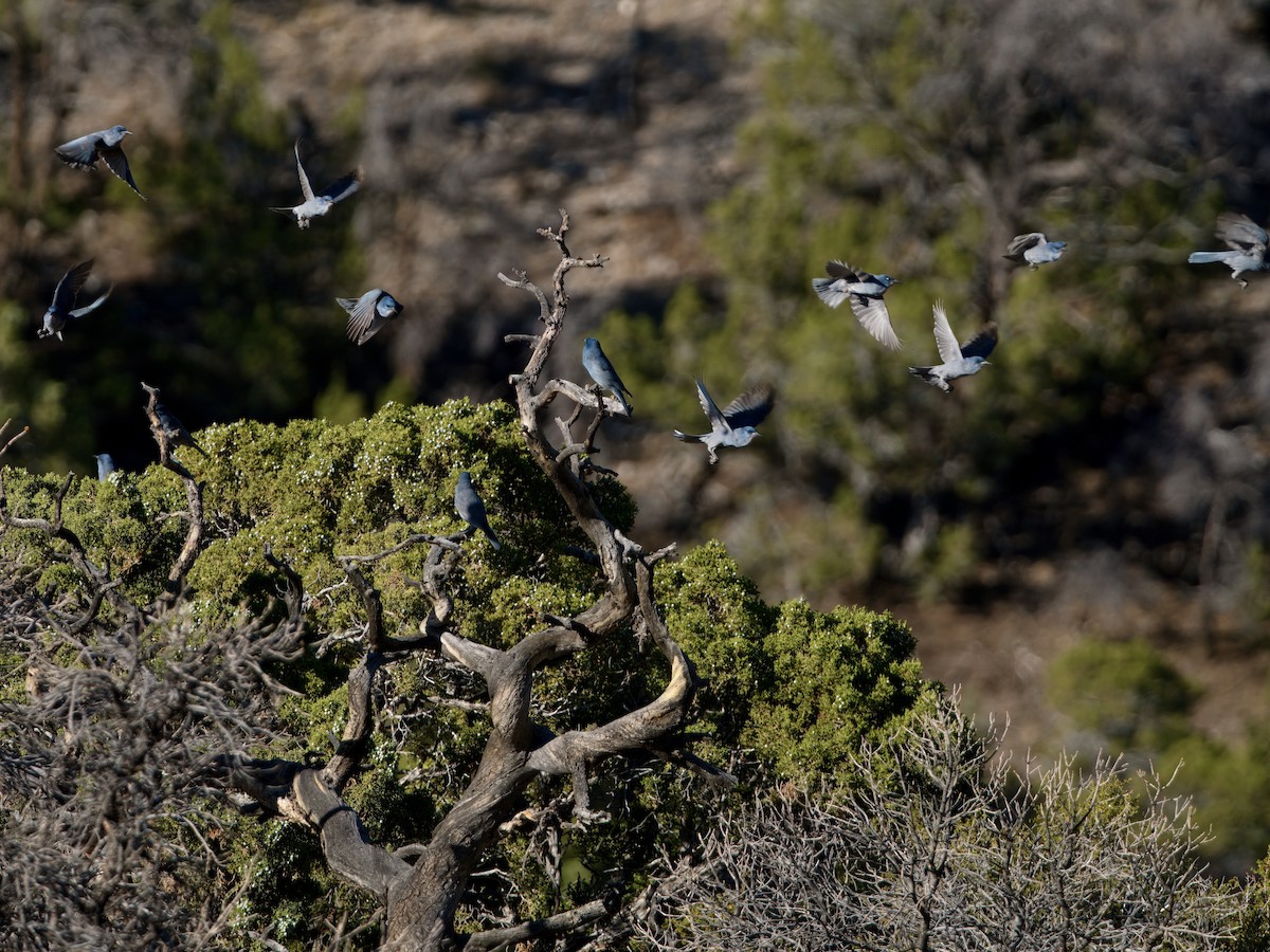 Pinyon Jay - ML629457714