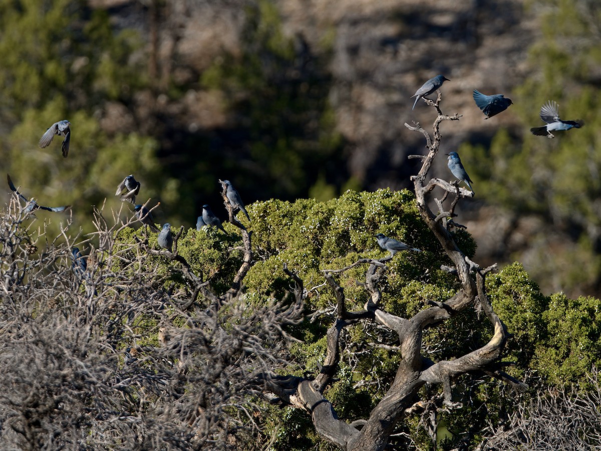 Pinyon Jay - ML629457715