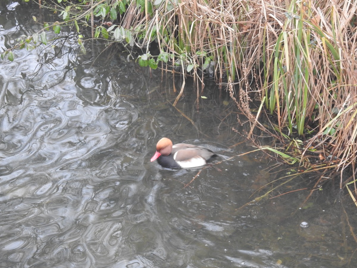 Red-crested Pochard - ML629457834