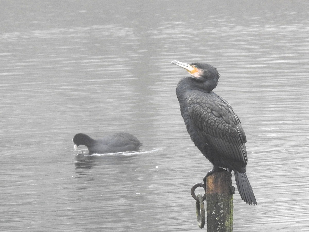 Great Cormorant - ML629457863